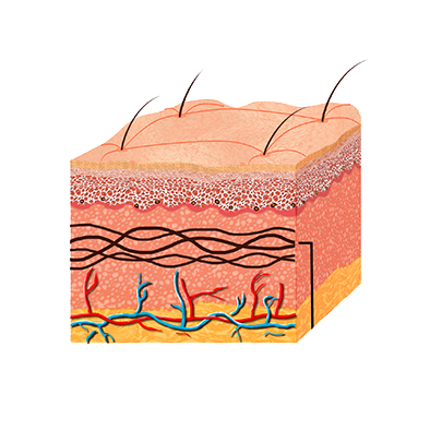 Ação de Cicatrização
